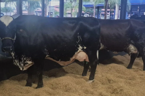 3ª Expoleite recebe 130 animais da raça Girolando em Uberaba